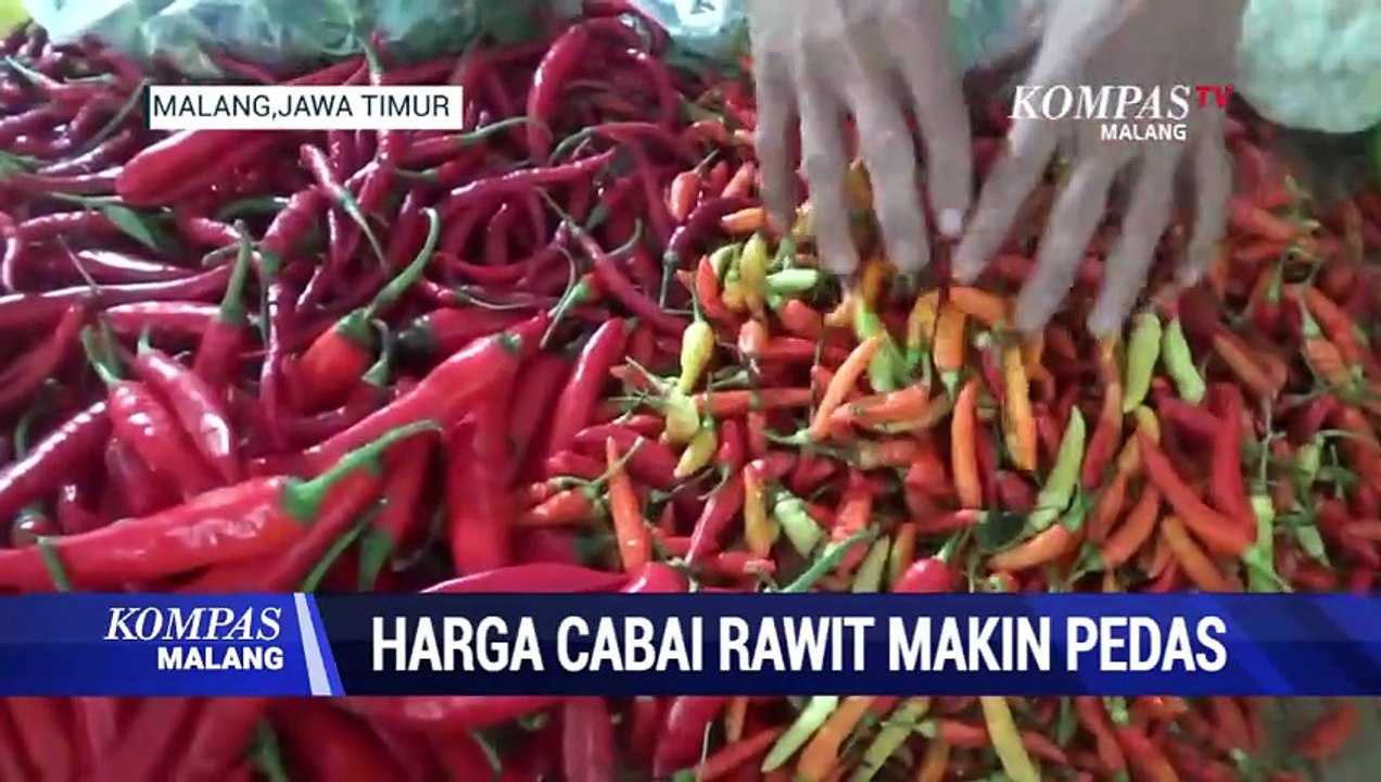 Terungkap! Ini Penyebab Harga Cabai di Kota Malang Sering Mahal