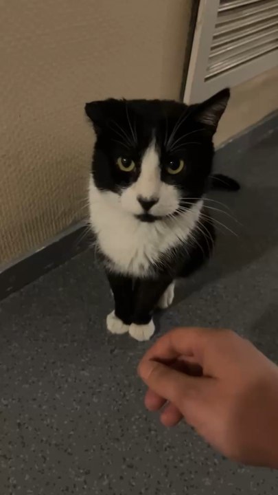 Ce beau petit chat 🐱