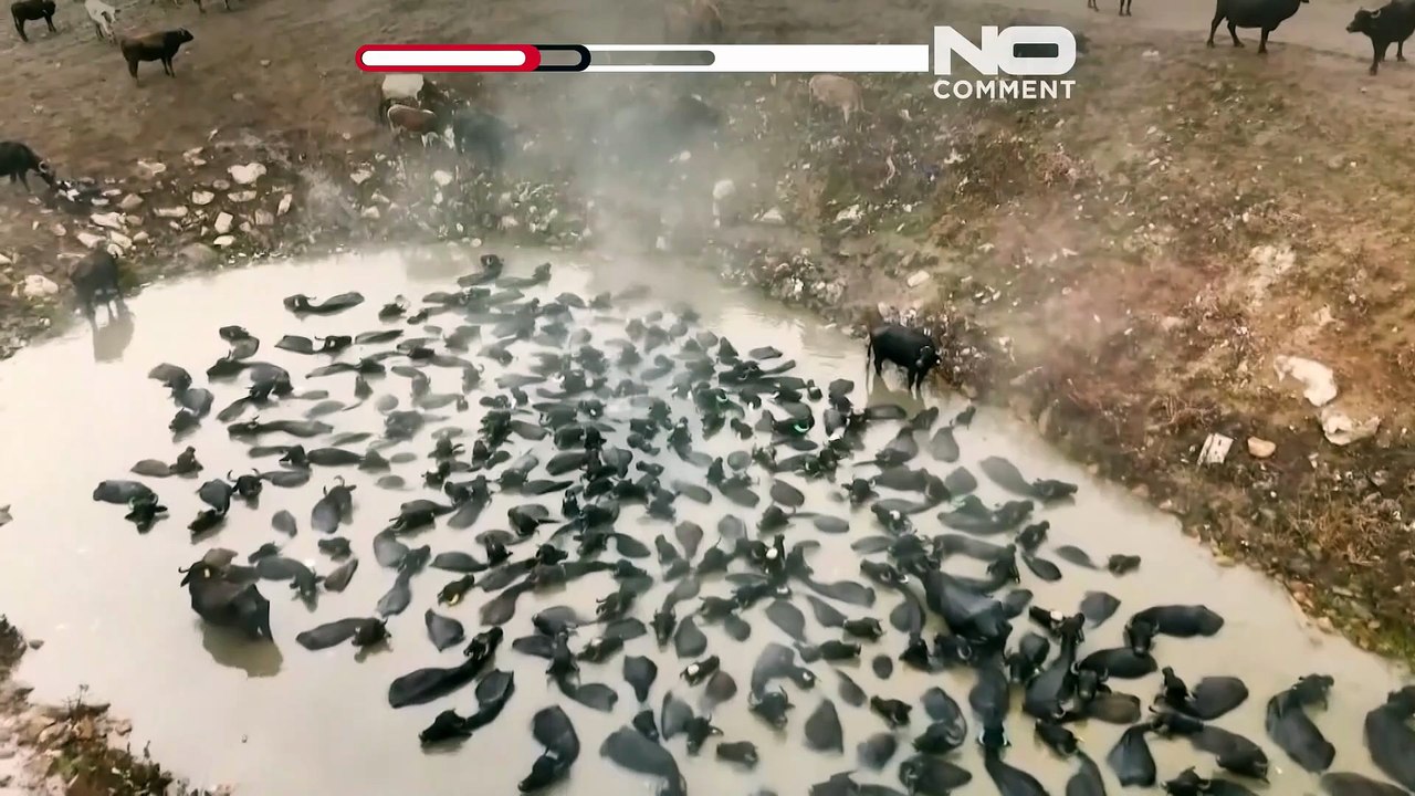 Turquie : des buffles d'eau se prélassent dans des sources chaudes, images insolites