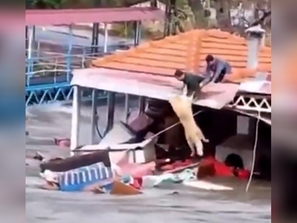 Herzzerreißend: Männer retten Hund vor Hochwasser