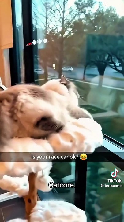 A crazy Cats