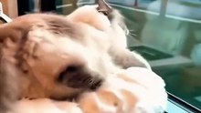 A crazy Cats