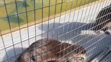 Otter Feeding 2023 12 27 11 05 52