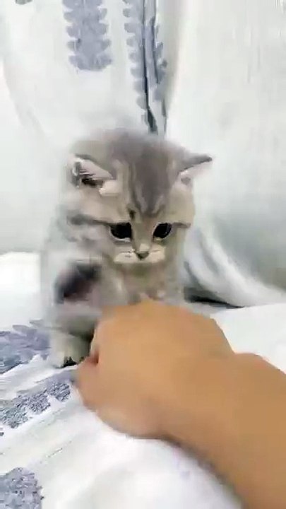 Funny cat videos cute cats try not laugh Cats video Compilation #shortscat #kitten  😺