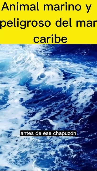 Animal peligroso y habil del mar caribe