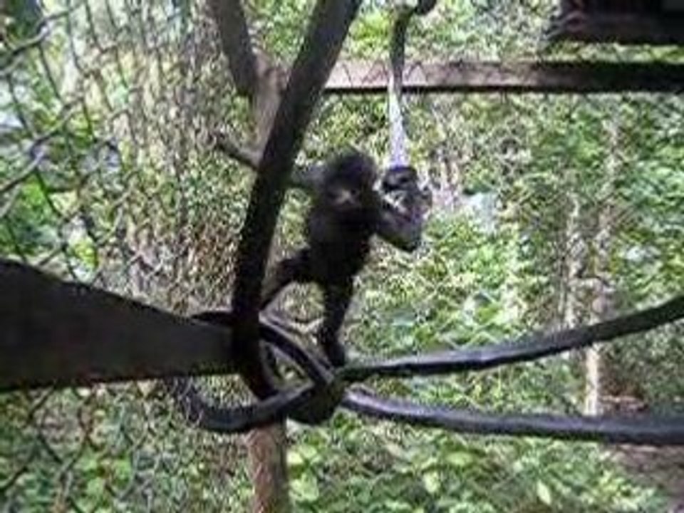 Le seul gibbon de Kloss captif !