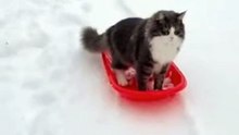 Cat Enjoying Snow #cat #kingdomofawais