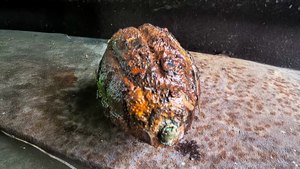 Granata rinvenuta lungo l'Avisio a Moena, operazione di messa in sicurezza senza incidenti