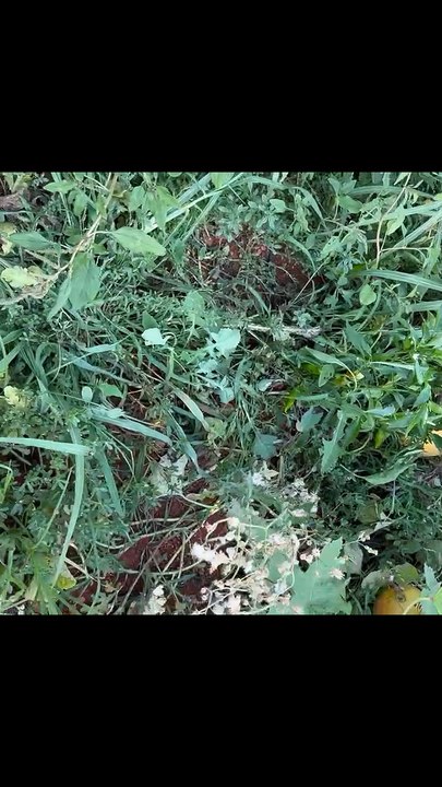 Melons, peppers, etc. in open fields.
