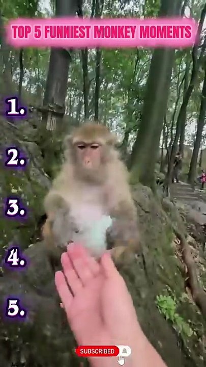 Ranking Funniest Monkey’s Moments 😂🙉 #monkey #funnyanimal #animalshorts #monkeyvideo #viral
