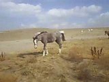 Tersakan At Çiftliği- Horse