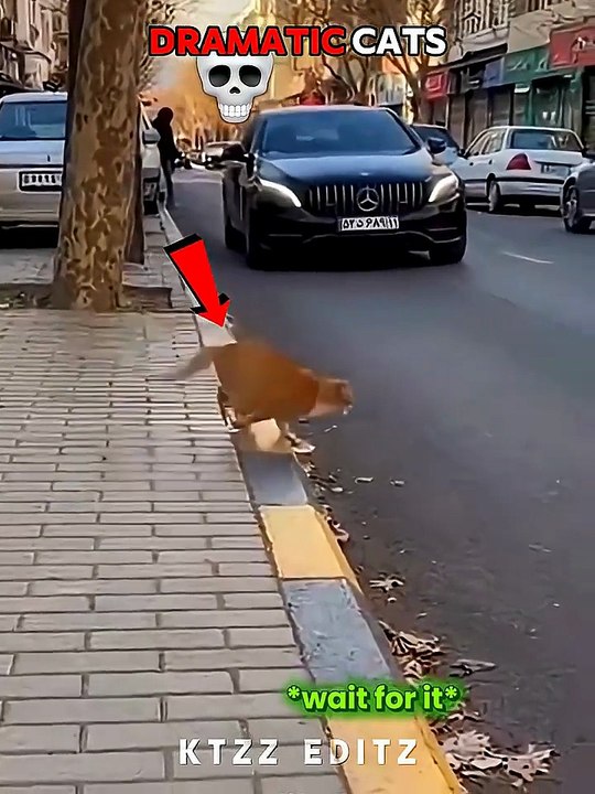 Funny Animal Videos 2026 Part 2