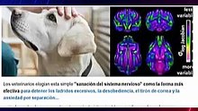 Relajación del Nervio Vago para controlar problemas de comportamiento