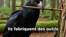 Les corbeaux… un niveau d’intelligence que tu n’imagines pas