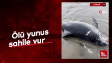 Adana'da ölü yunus sahile vurdu