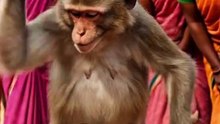 ' Bandar ne bajaya dhol! Dekho kaise yeh funny monkey apni masti se sabko hasaa raha hai! sdhd Mazedar moments aur nonstop comedy ke liye video ko pura dekho! Aise aur funny monkey videos ke live channel ko subscribe karo ' Video Title: Bandar Dhol baja t