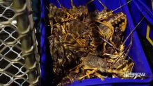 Aussie Lobster Men - Season 5 Episode 3