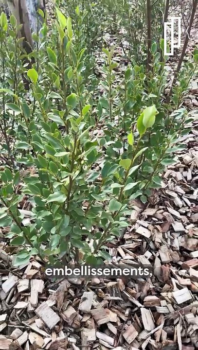 Le Parc des Cytises rouvre ses portes