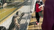 Otter Feeding 2023 12 27 11 06 27