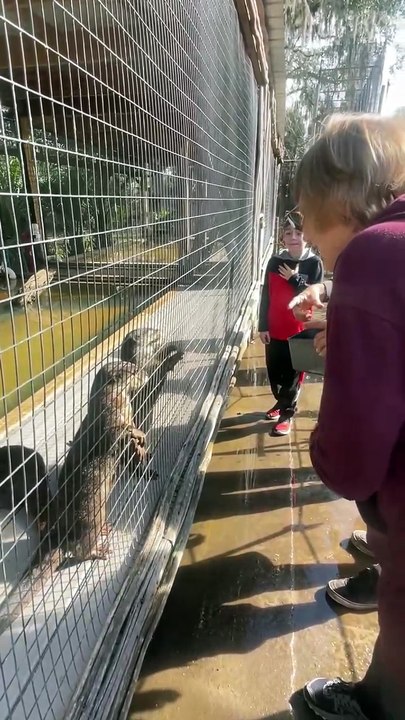 Otter Feeding 2023 12 27 11 06 27