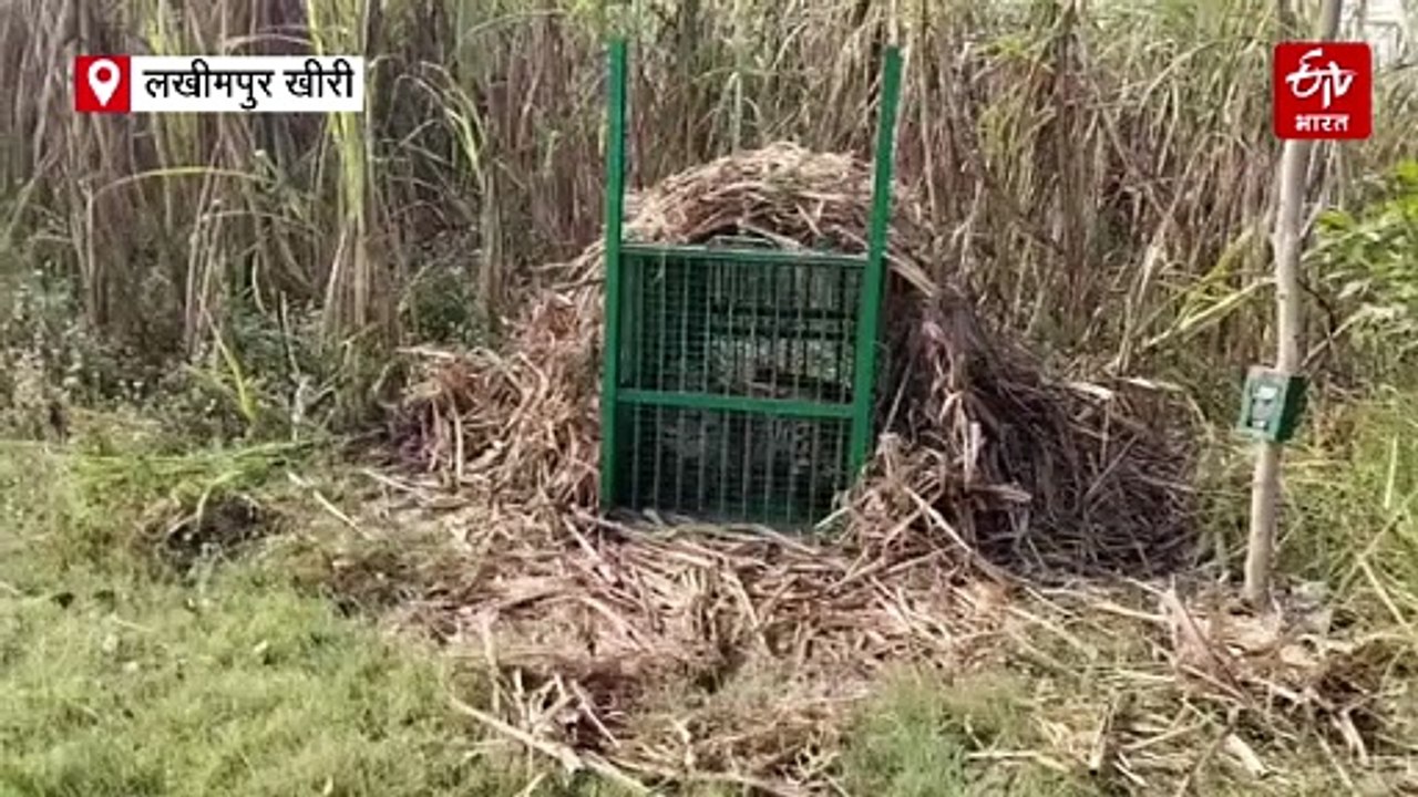 लखीमपुर खीरी में आतंक बना तेंदुआ पिंजरे में कैद; 15 दिन पहले बच्चे को बनाया था निवाला