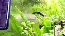 A male dwarf gourami builds his nest