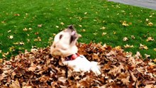 Dog love dry Leaves #dog #goldenretriever #kingdomofawais