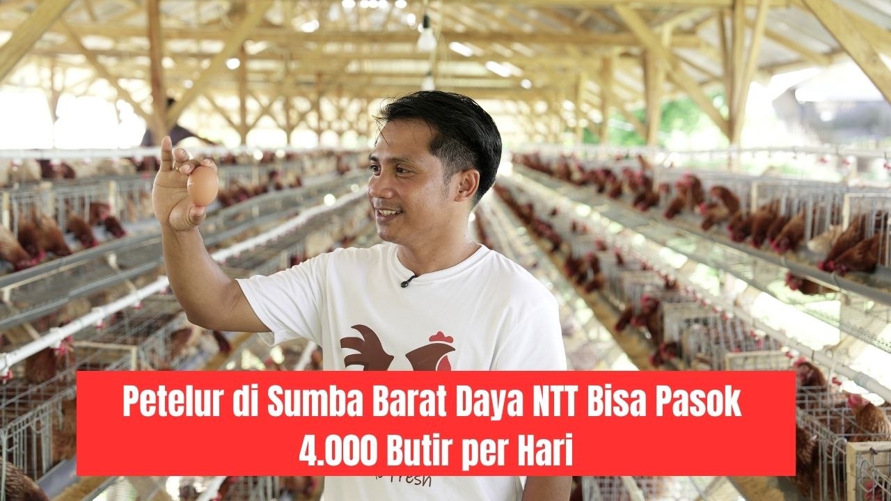 Berkat MBG, Petelur di Sumba Barat Daya NTT Bisa Pasok 4.000 Butir per Hari