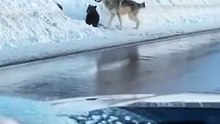 Wolves vs. Bear Cub: Man Intervenes Just in Time! 😱👏