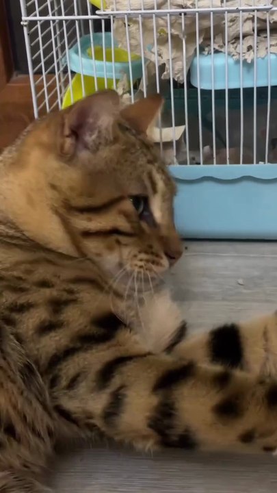 Cat and mouse together