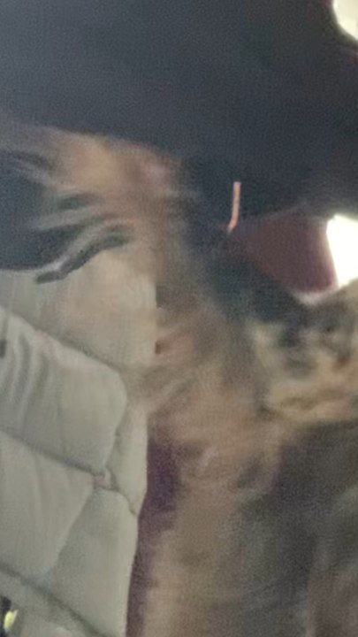 🐾