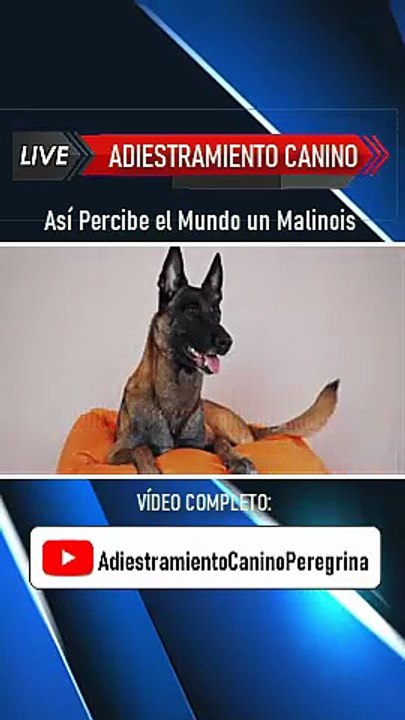 Así Percibe el Mundo un Malinois