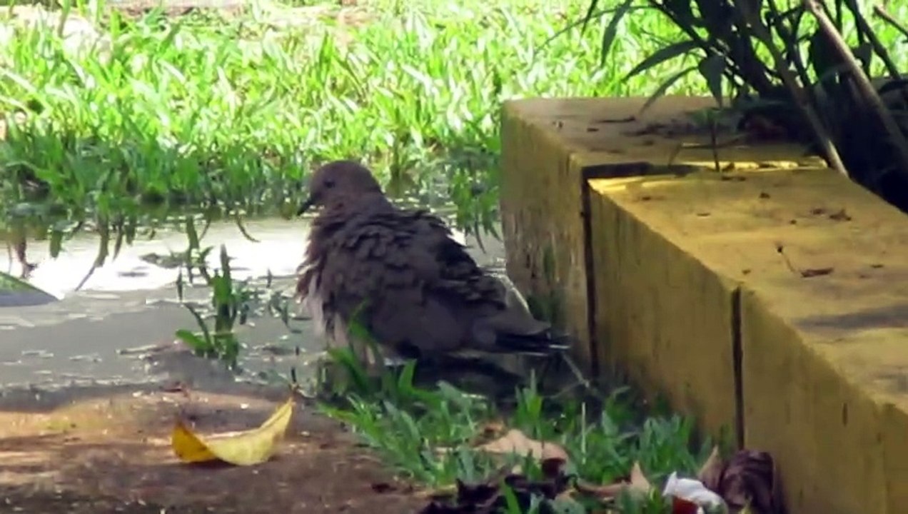 Relaxing nature: tropical bird drying its feathers after a bath under a tropical sun🕊️