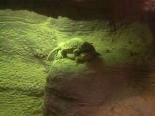 Lezard crac-crac