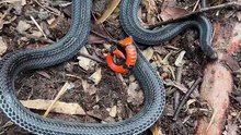 These snakes are crazy!! Black-striped Coral Snake (Calliophis nigrotaeniatus)