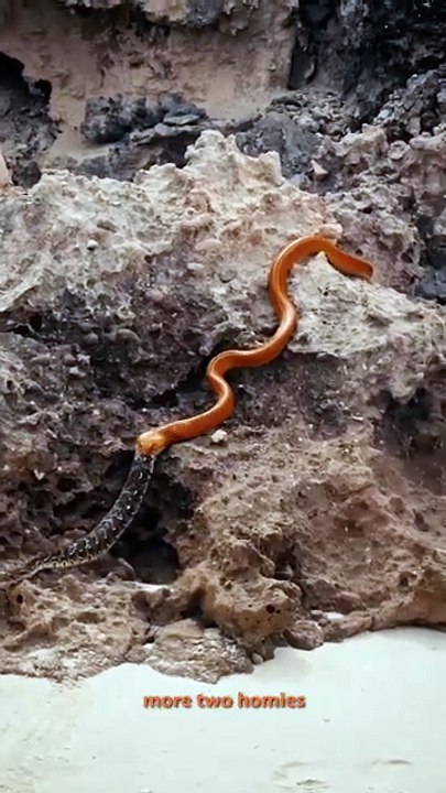 Snakes on a plain: Cobra vs Puff Adder! A few days ago in Churchaven, South Africa, some friends and I came across these two snakes in an epic battle on the beach. Who knew that cobras were into puff adders in this way.  It honestly makes you think. 🐍