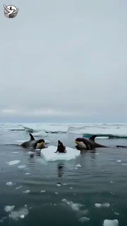 “Ice Pe Akela… Neeche Shikari”