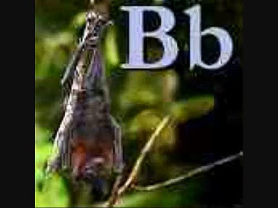 ANIMAL ALPHABET RHYME FOR KIDS