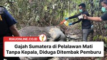 Gajah Sumatera di Pelalawan Mati Tanpa Kepala, Diduga Ditembak Pemburu