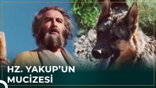 Kurtların Dile Gelişi | Hz. Yusuf