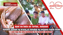 Apat na bata, nalason matapos kumain ng prutas na kahawig ng lansones kapag hilaw? | Kapuso Mo, Jessica Soho