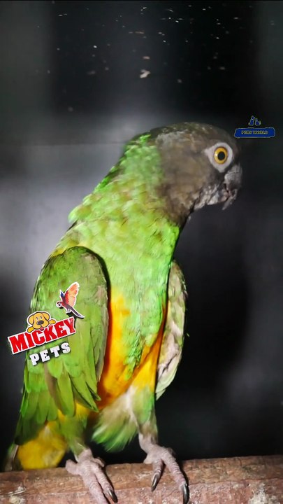 സെനഗൽ പാരറ്റ് ജോഡികൾ | Senegal parrot Pair |  Mickey Pets