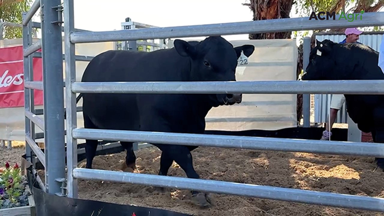 Top bull at Keringa