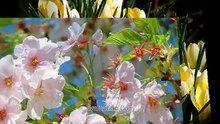 "La supplique du vieux jardinier" (Belles histoires)