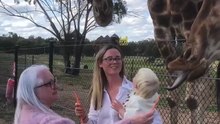 Toddler Feeds Giraffes on Family Safari at Dubbo Zoo 🦒|| Heartsome 💖
