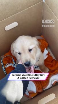 Girl’s Priceless Reaction to Surprise Golden Retriever Puppy|| Heartsome 💖