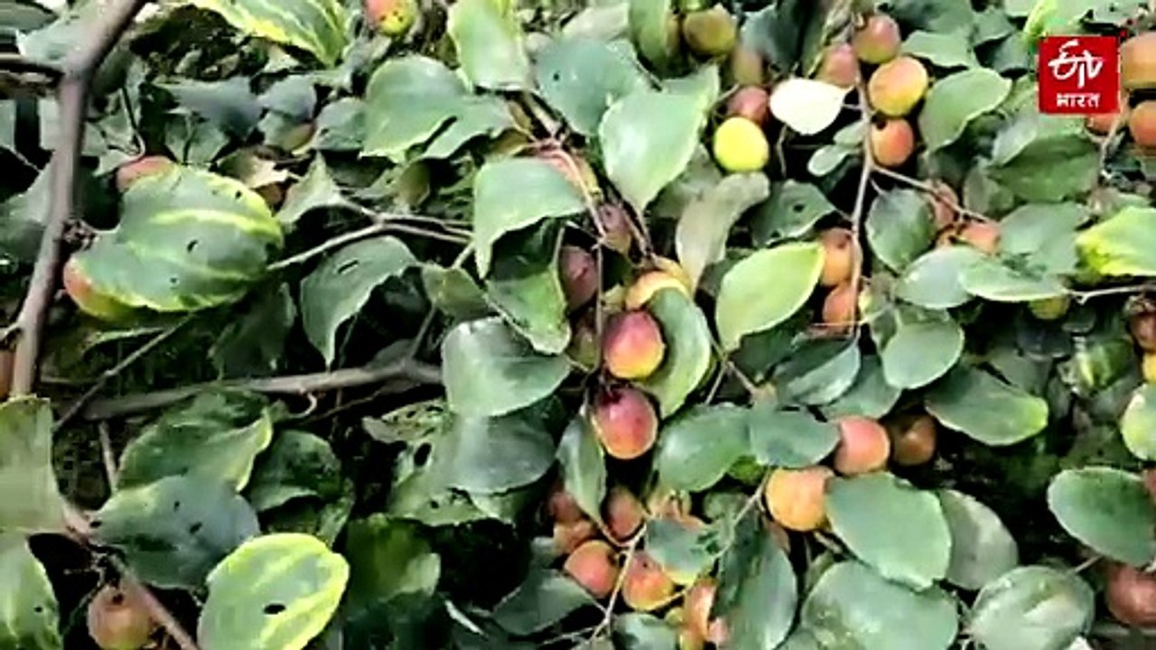 ऑस्ट्रेलिया बसना छोड़ किसान बना दंपति, दोनों एप्पल बेर से लिख रहे कामयाबी की नई इबारत