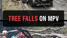Two hurt as falling tree crushes MPV in Shah Alam