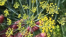 The fennel crop has started flowering