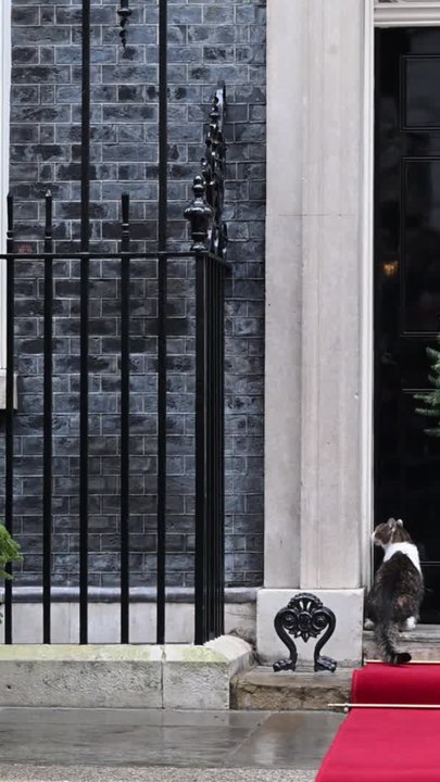 Larry le chat de Downing Street